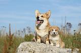 CORGI PEMBROKE 788